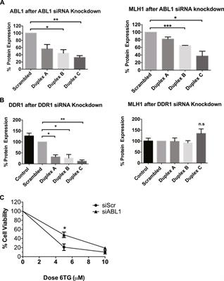 Inhibition of ABL1 by tyrosine kinase inhibitors leads to a downregulation of MLH1 by Hsp70-mediated lysosomal protein degradation